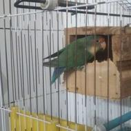 فروش یک جفت طوطی برزیلی، تخم گذار