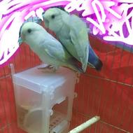 طوطی کوتوله برزیلی