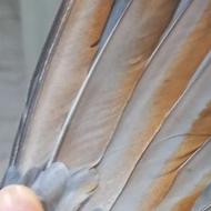 دوعدد کبوتر غریبگیری روی ساختمان با نشونی حلقه و رنگ 2 تا400