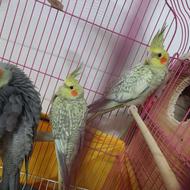 جوجه عروس هلندی 40 روزه