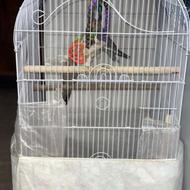 عروس هلندی 2عدد با قفس 1متری و لوازم