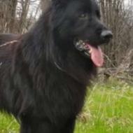 واگذاری سگ پدر ژرمن مادر سامویی