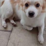 سگ 1 ساله مدل اشپیتز نر واگذاری