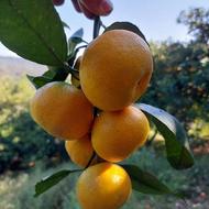 خریدار تامسون پچ