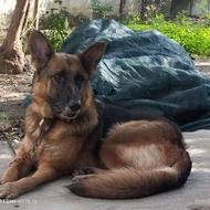 واگذاری سگ ژرمن سالم و باهوش