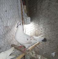 کبوتر یا کفتر نر