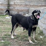 واگذاری سگ پژدر