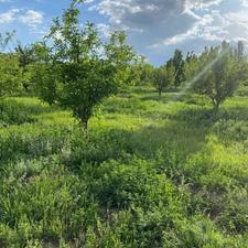 باغ دل انگیز و سرسبز 4000متری