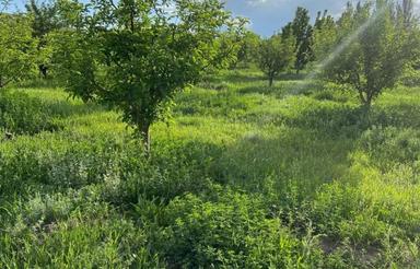 باغ دل انگیز و سرسبز 4000متری