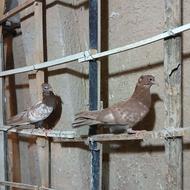 جوجه سینه دمسفید کربلایی سبز المانی