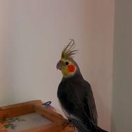 طوطی عروس بالغ