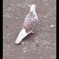 کبوتر پرشی خوش خال