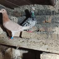 کبوتر سار بشرط