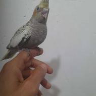 دو عدد جوجه عروس هلندی