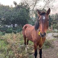 حیوان اسب سالم