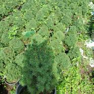 فروش گل و گیاه