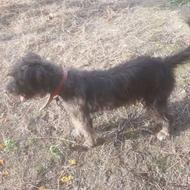 سگ تلیر باهوش 2سال واگذاری