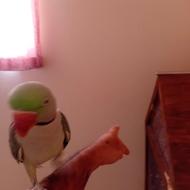 شاه طوطی زیبا