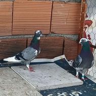 کبوتر پرشی.