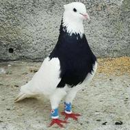 کبوتر با قیمت مناسب خریدارم