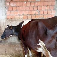 گاو شیری اصیل دوشکم 25کیلو شیر