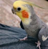 عروس هلندی نر سخنگوی آواز خوان