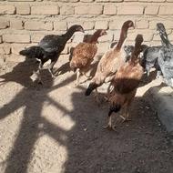 جوجه لاری اوشامو