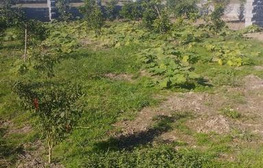 فروش زمین مسکونی 460 متر در نوده