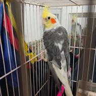 عروس هلندی جفتگاه