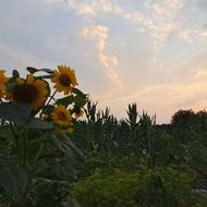 باغ 560 متری در پهناجی سیمرغ