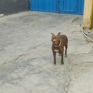 سگ پیتبول نرماده واگذاری