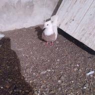 کبوتر طوقی ماده