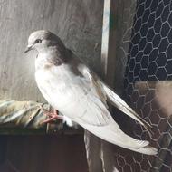 کبوتر جوجه غریبگیری پرشی