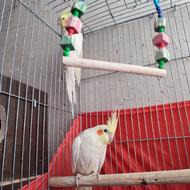 عروس هلندی جفت