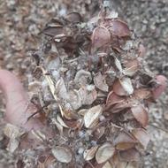 پوسته پنبه درجه یک