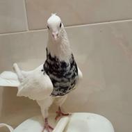 کبوتر طوقی مقطوع