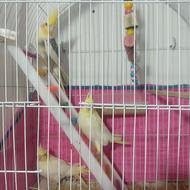 یک جفت عروس هلندی با بچه