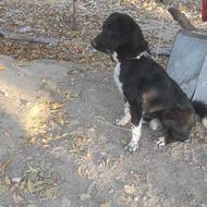 سگ نگهبان بازیگوش واگذاری