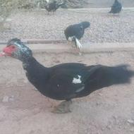 اردک نیمچه اسراییلی