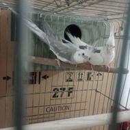 عروس هلندی خاص