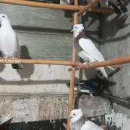 کبوتر پرشی گله