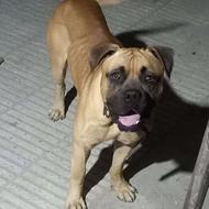 سگ باکسر نر واگذاری