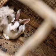 2 تا خرگوش یک نر و یه ماده سالم واکسن زده یک ساله.