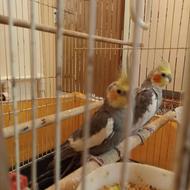 عروس هلندی سه ساله هر دو نر