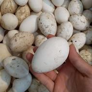 خریدار تخم غاز نطفه دار بالاترین قیمت