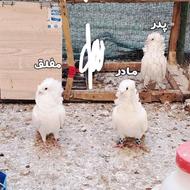 کبوتر شامپوین زینتی