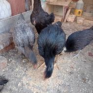 جوجه لاری سه ماهه اصیل مرغ