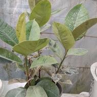 درختچه فیکوس ببری