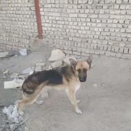 واگذاری سگ ژرمن شپرد