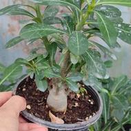 پیش بنسای ادونیوم عربیکوم